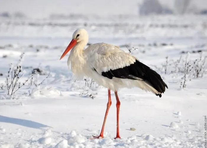 La Grange Tatil Evi *